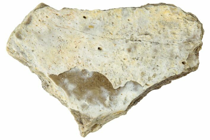 Fossil Tyrannosaur (T rex) Bone Section - Wyoming #313880